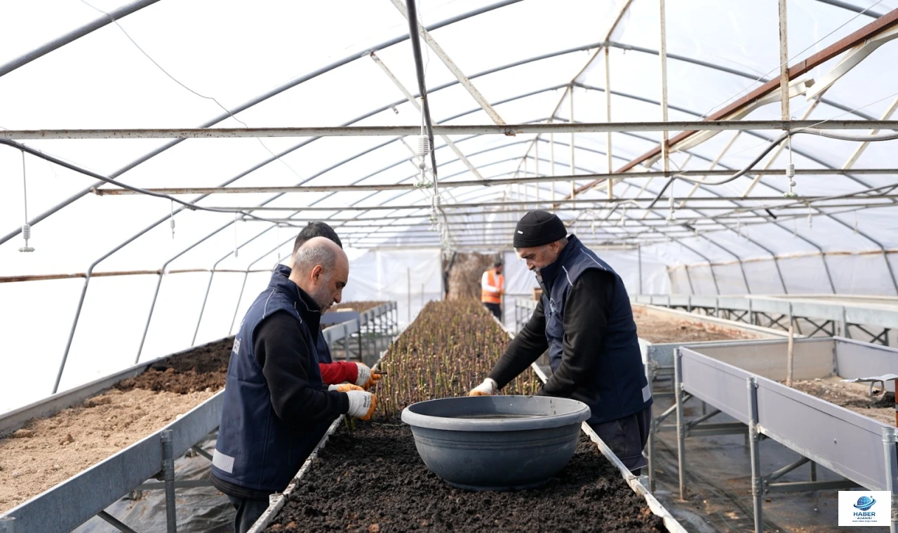 ELAZIĞ BELEDİYESİ’NDEN ÇEVREYE VE EKONOMİYE KATKI: KENDİ GÜLÜNÜ KENDİ ÜRETİYOR