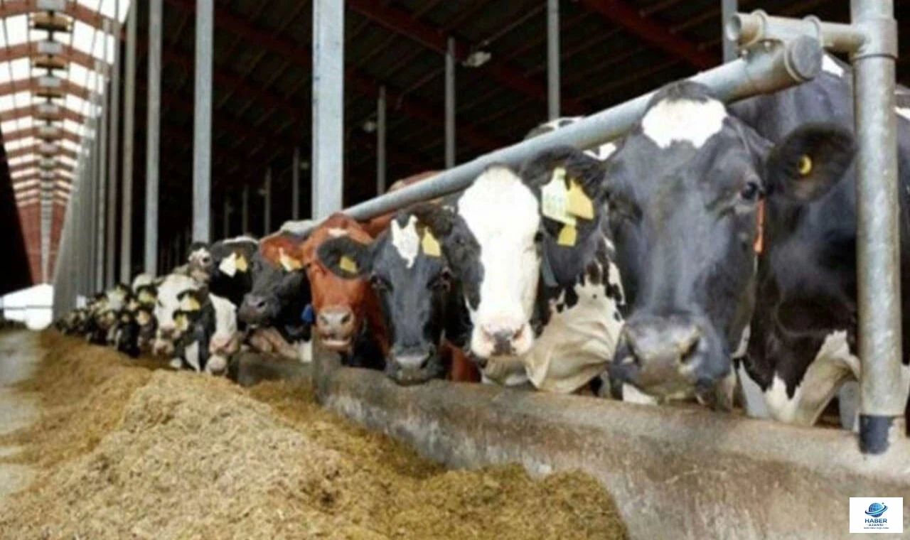 Elazığlı Besicilere  Müjde TARSİM'de %50'ye Varan İndirim Başladı