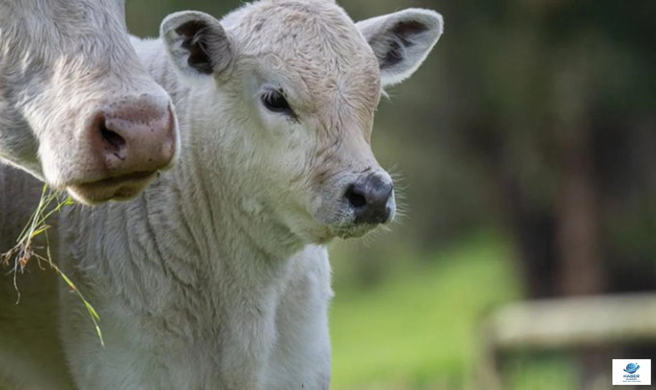 Hayatta Tutalım Derken Öldürüyor Olabilirsiniz!”