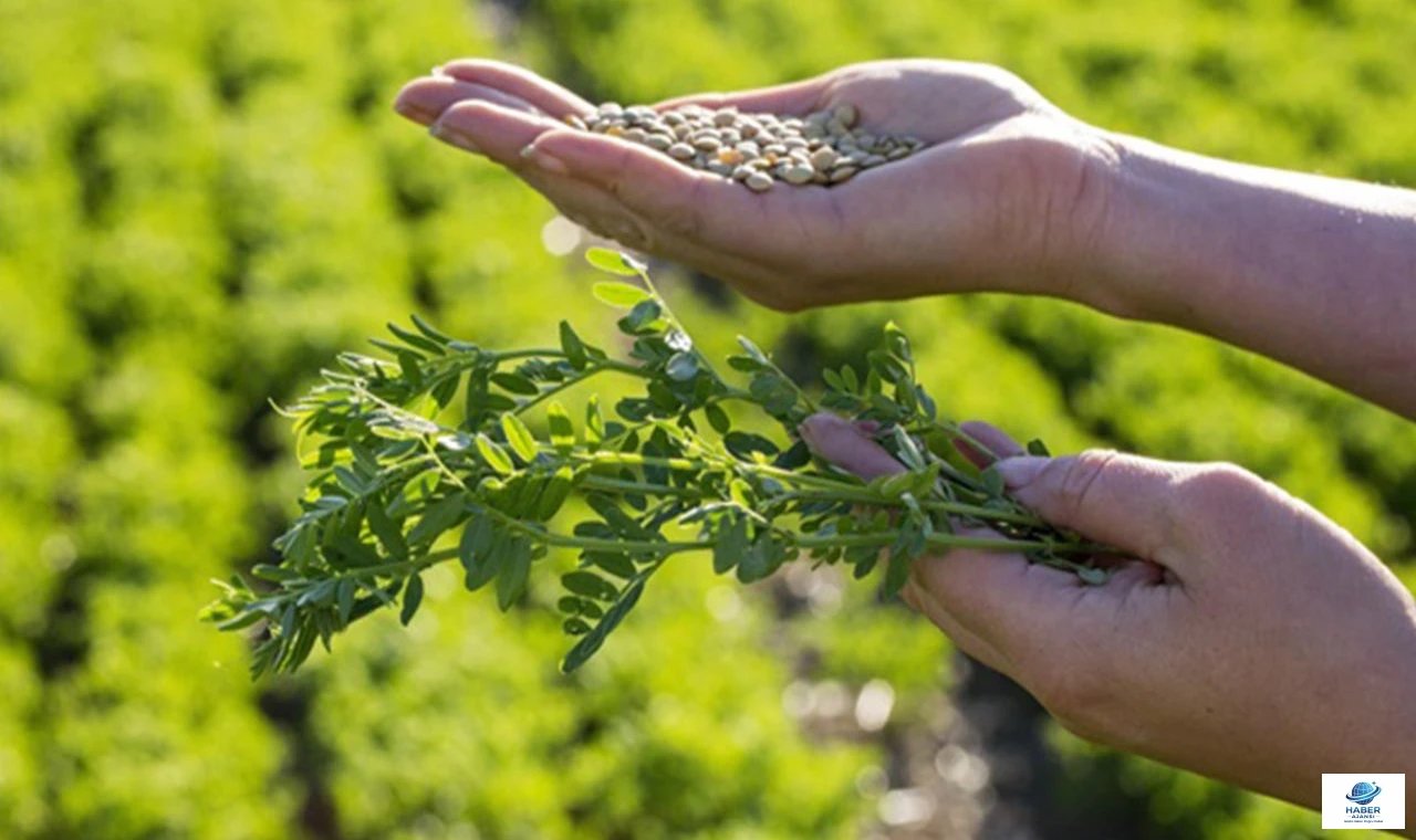 Mercimek Ekilişinde Artış: Üretici Buğday ve Arpadan Mercimeğe Yöneldi
