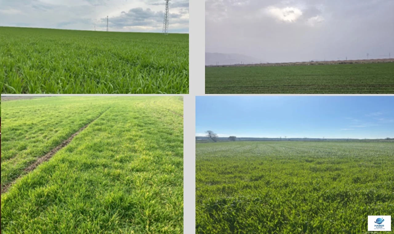 Son 66 Yılın Yağış Rekoru: TMO’dan Yüksek Verim Müjdesi