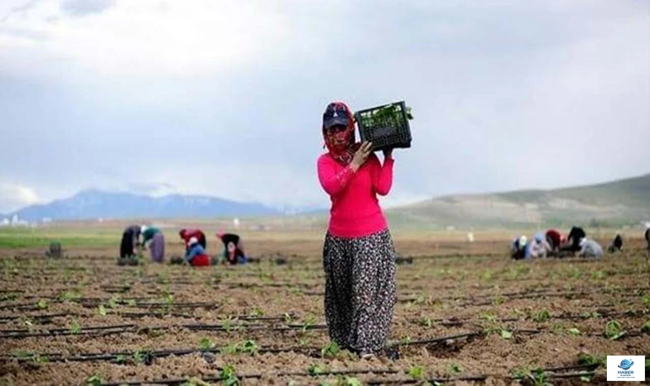 Tarlada Büyük Eşitsizlik: Kadın Emeği Görünmüyor! Elazığlı Kadın Çiftçiler İsyan Ediyor