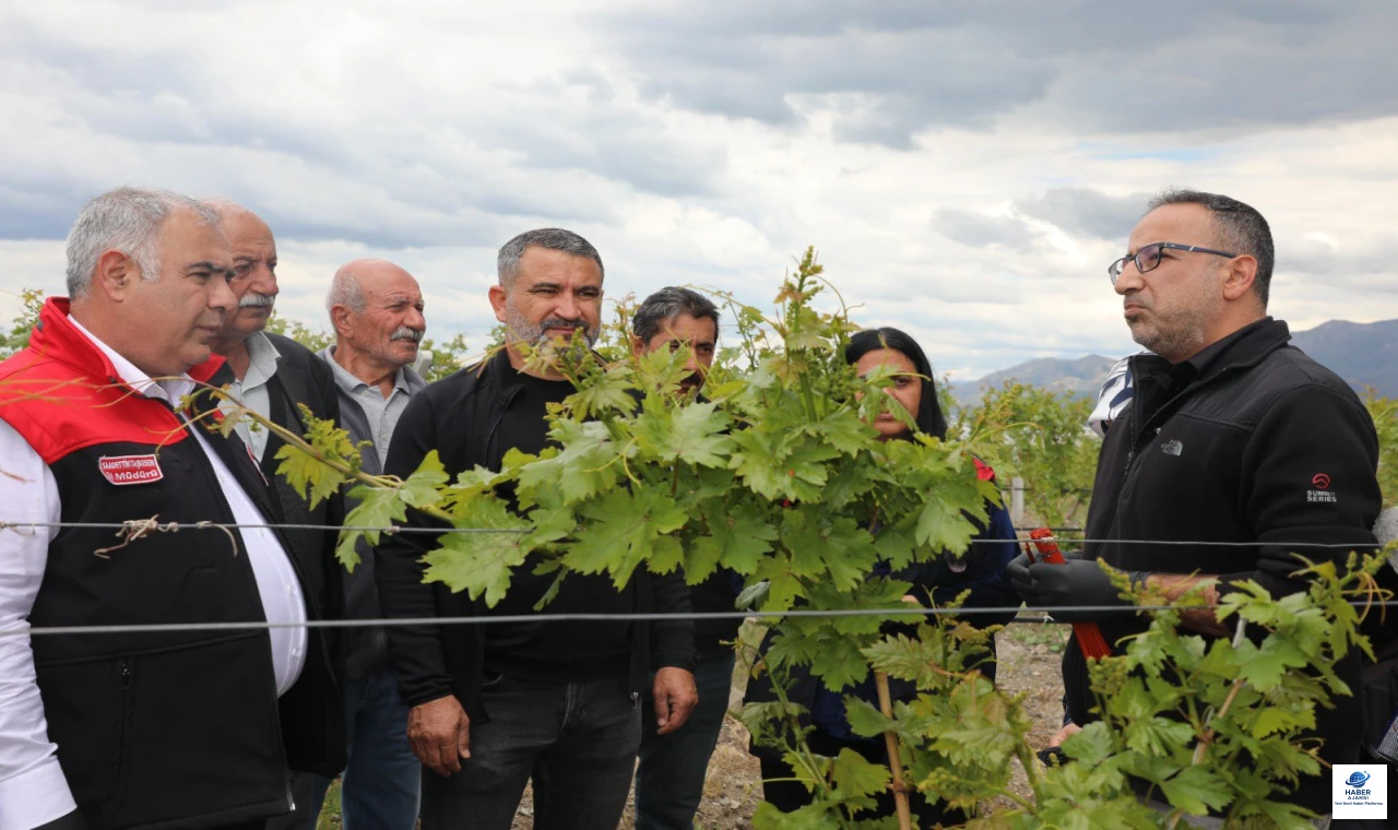 Elazığ’da Bağlarda Biyoteknik Mücadele Yerinde İncelendi