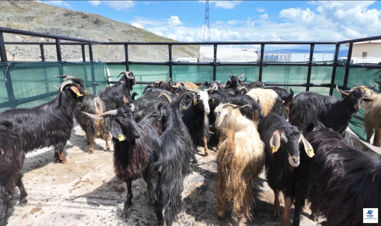 Kurban pazarında bayram hareketliliği başladı