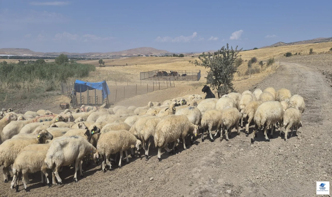 Elazığ’da Küçükbaş Hayvancılığa 159 Milyon TL Destek