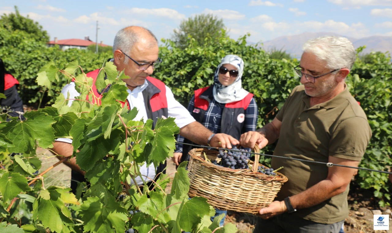Elazığ'da Trakya İlkeren Üzüm Hasadı Başladı