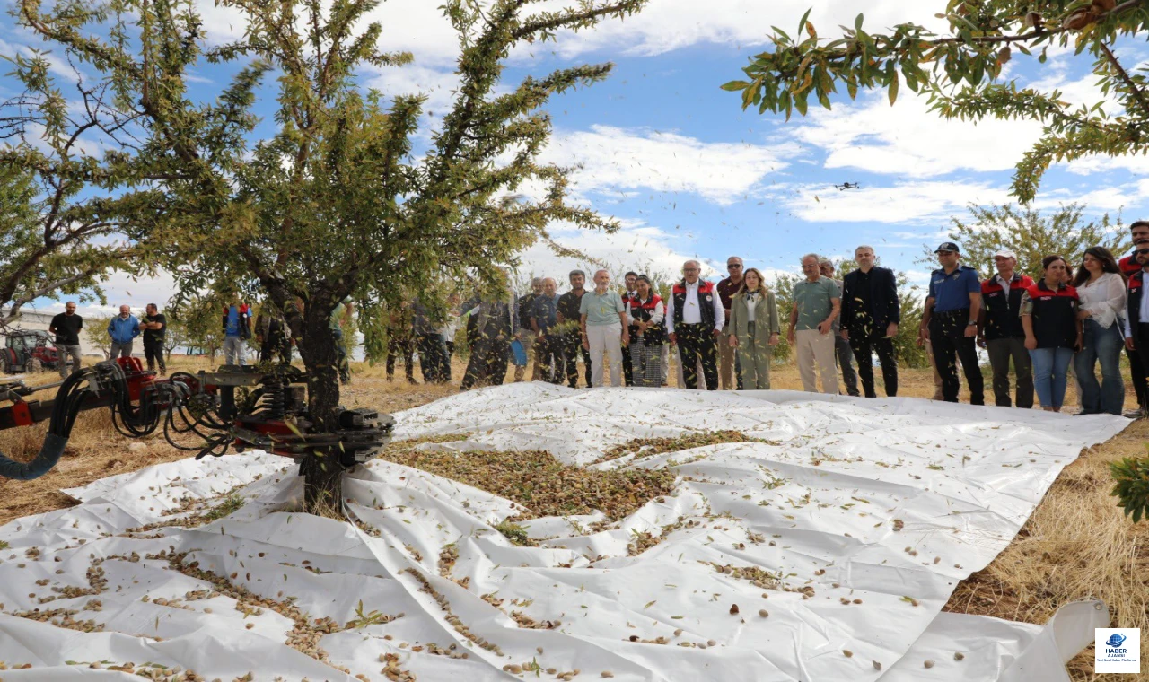 Ağın’da Badem Hasadı Başladı: 830 Ton Rekolte Bekleniyor