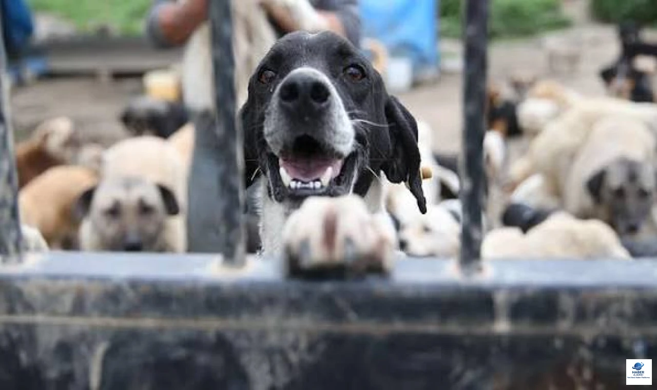 Başıboş Köpekler İçin 81 İlde Denetim Başlıyor