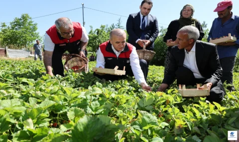 Elazığ Valisi Hatipoğlu, Maden'de Çilek Hasadına Katıldı: