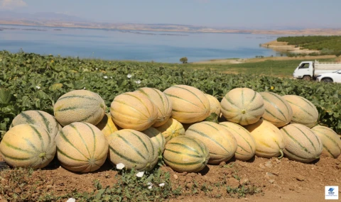 Elazığ Kavununda 2026 Rekoltesi İçin İlk Hasat Gerçekleştirildi