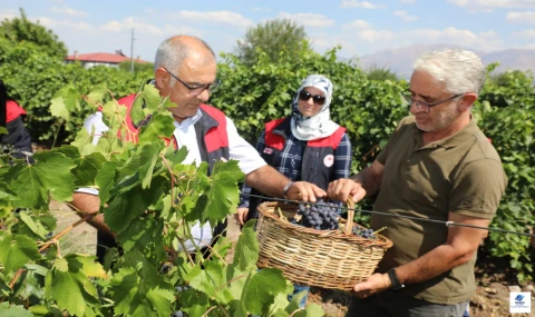 Elazığ'da Trakya İlkeren Üzüm Hasadı Başladı
