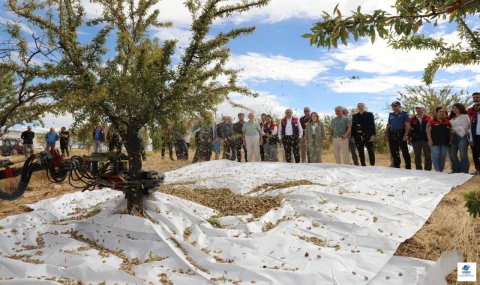 Ağın’da Badem Hasadı Başladı: 830 Ton Rekolte Bekleniyor